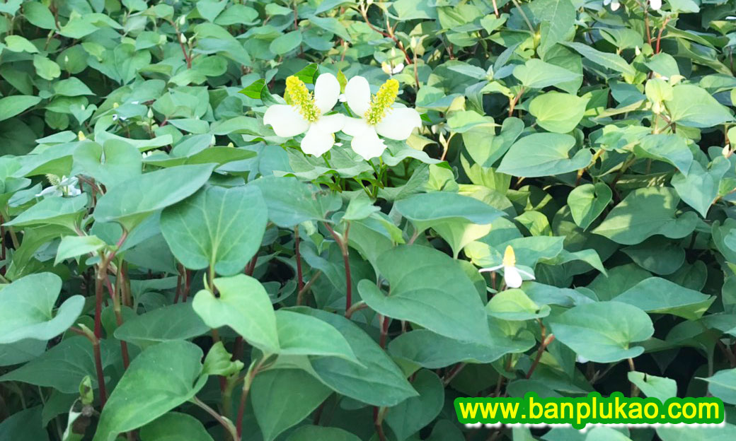 ยูเอสเอส